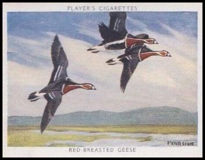 16 Red Breasted Goose